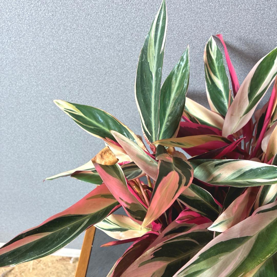 必見❗️ボリューム大❗️ストロマンテ　トリオスター✨