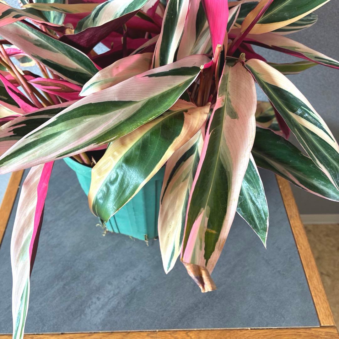 必見❗️ボリューム大❗️ストロマンテ　トリオスター✨