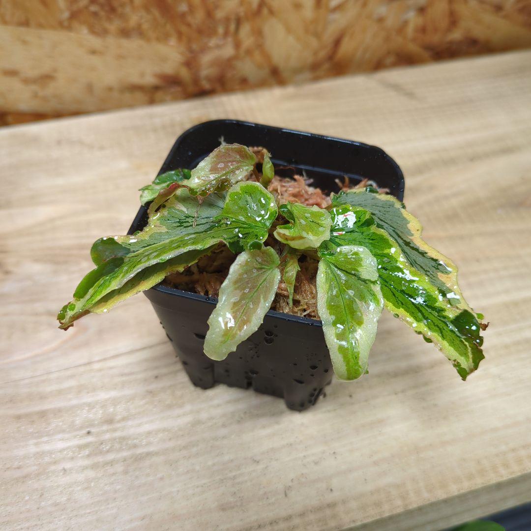 Begonia ‘Dainty Spray’ sport variegated