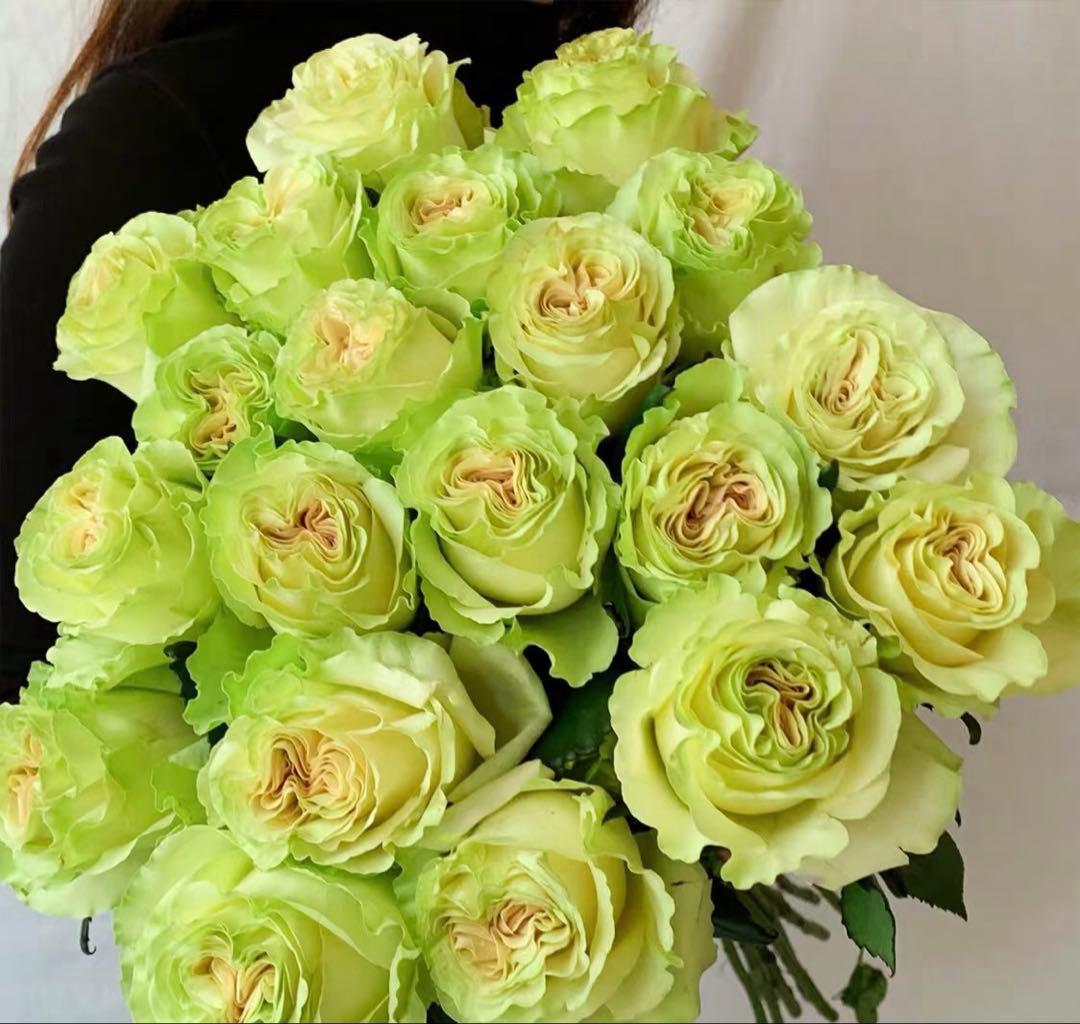 バラ苗三本セット