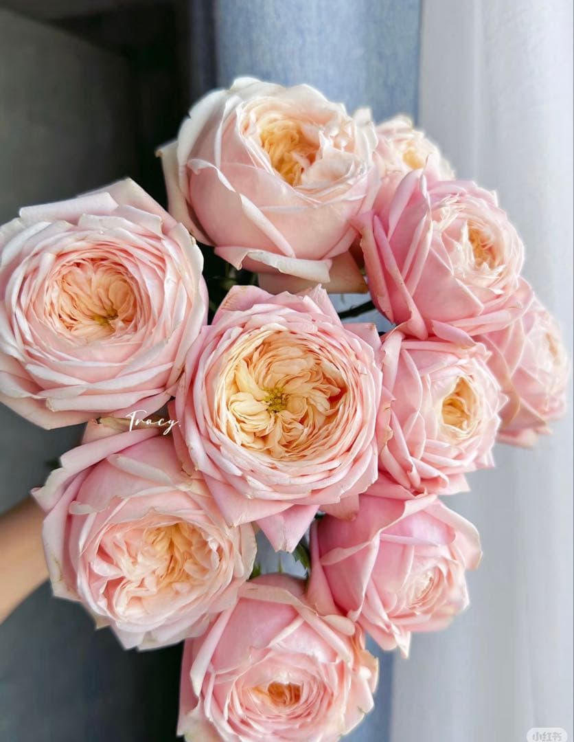 バラ苗三本セット