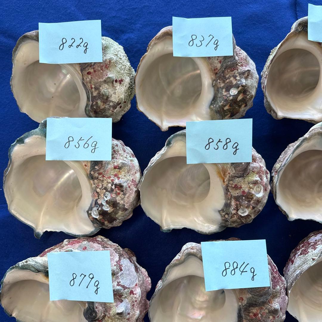 夜光貝　ヤコウ貝　まとめ売り　16個　13、8kg アクセサリー　ルアー