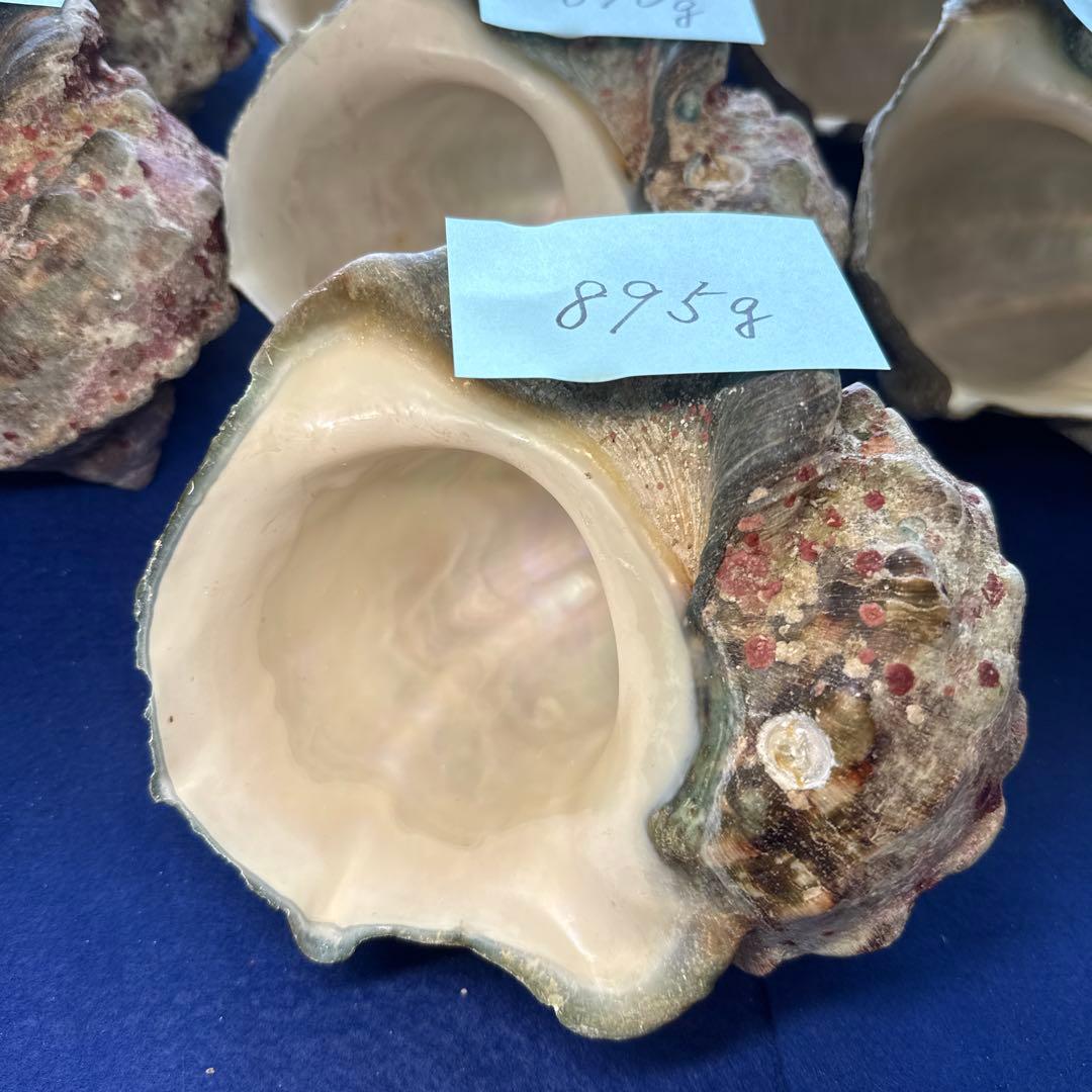 夜光貝　ヤコウ貝　まとめ売り　16個　13、8kg アクセサリー　ルアー