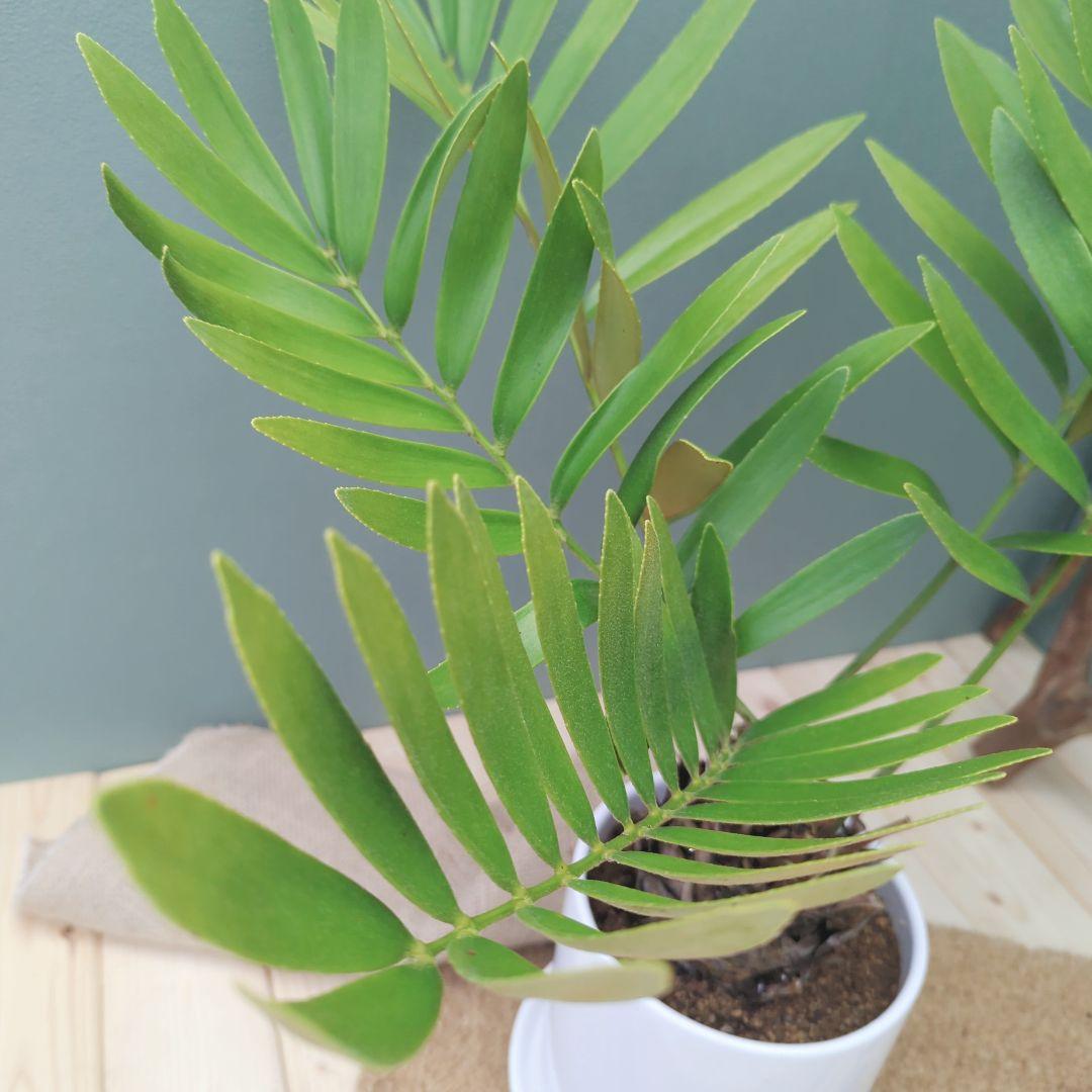 多頭 【現品】ヒロハザミア メキシコソテツ ザミアプミラ ６