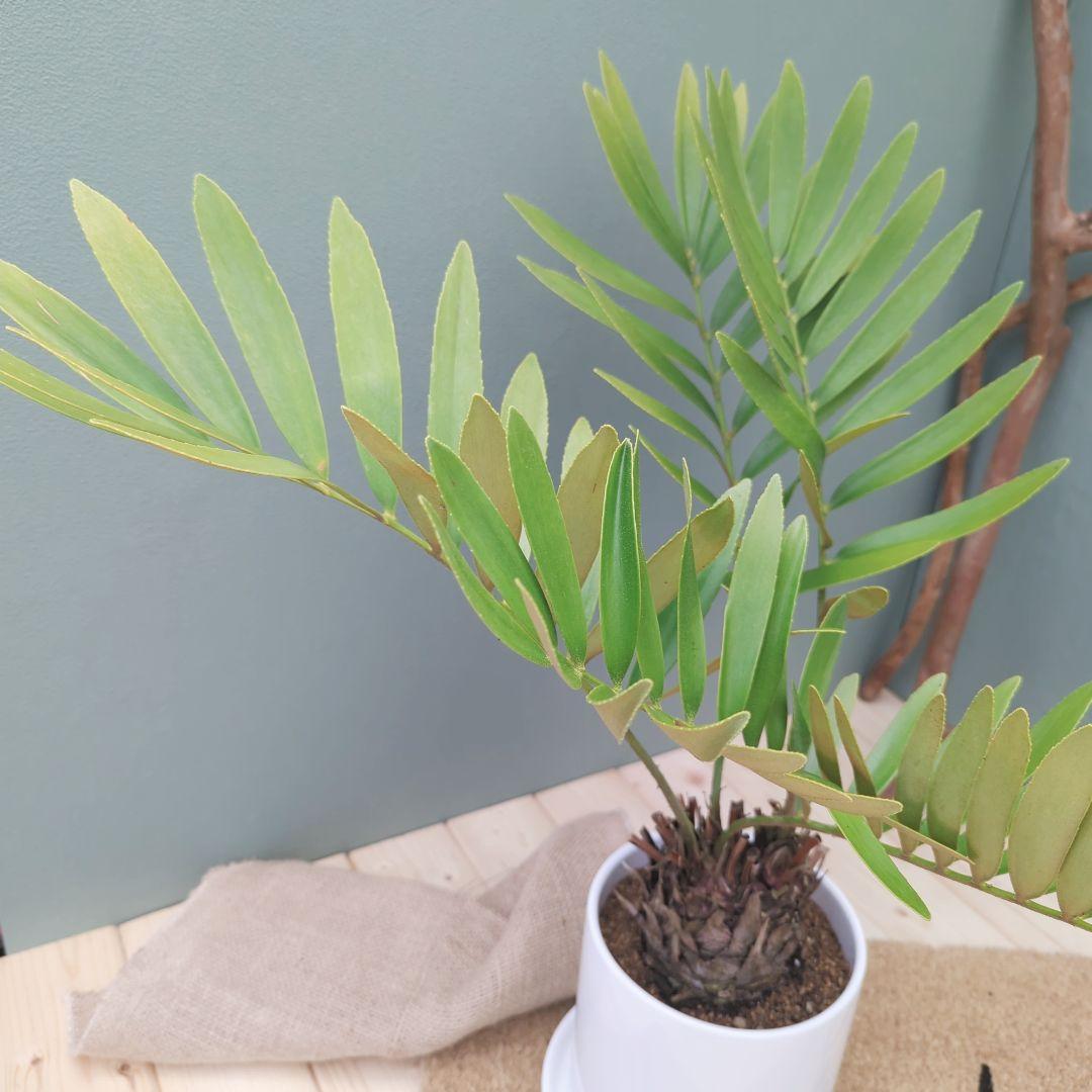 多頭 【現品】ヒロハザミア メキシコソテツ ザミアプミラ ６