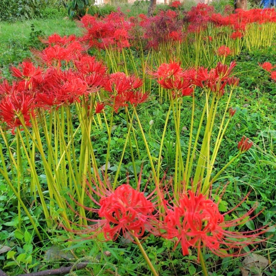 はちさん用【数量限定】彼岸花球根