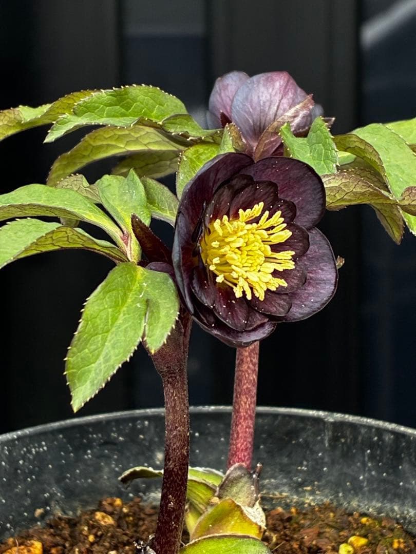 タ*ン様 3632☘️ラスト2☘️唯一無二☘️極上☘️SD⭐️超小輪⭐️黒⭐️艶