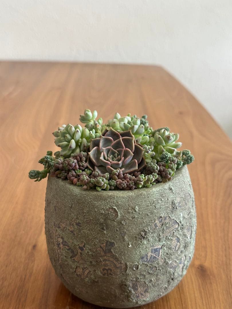 エケベリア寄せ植え　鉢付き