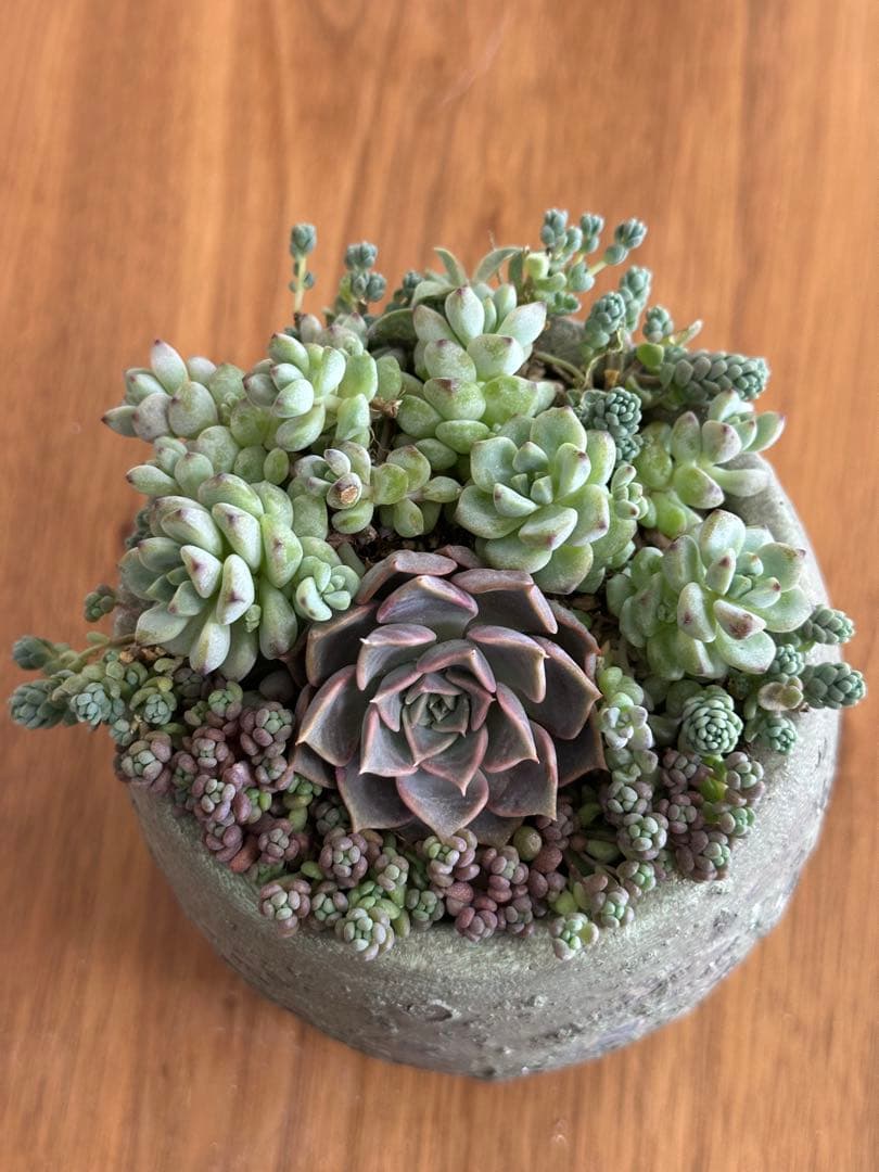 エケベリア寄せ植え　鉢付き