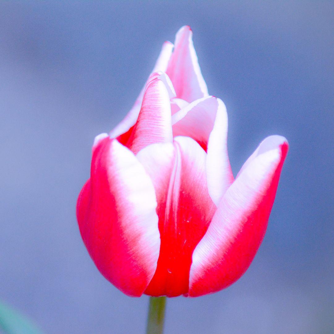 単焦点ニッコール28mmf3.5＆55mmf3.5マイクロ+ニコマートFTN