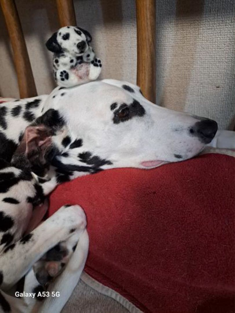 うちの子　まんまるあにまるず　羊毛フェルト　マスコット　ペット　プレゼント