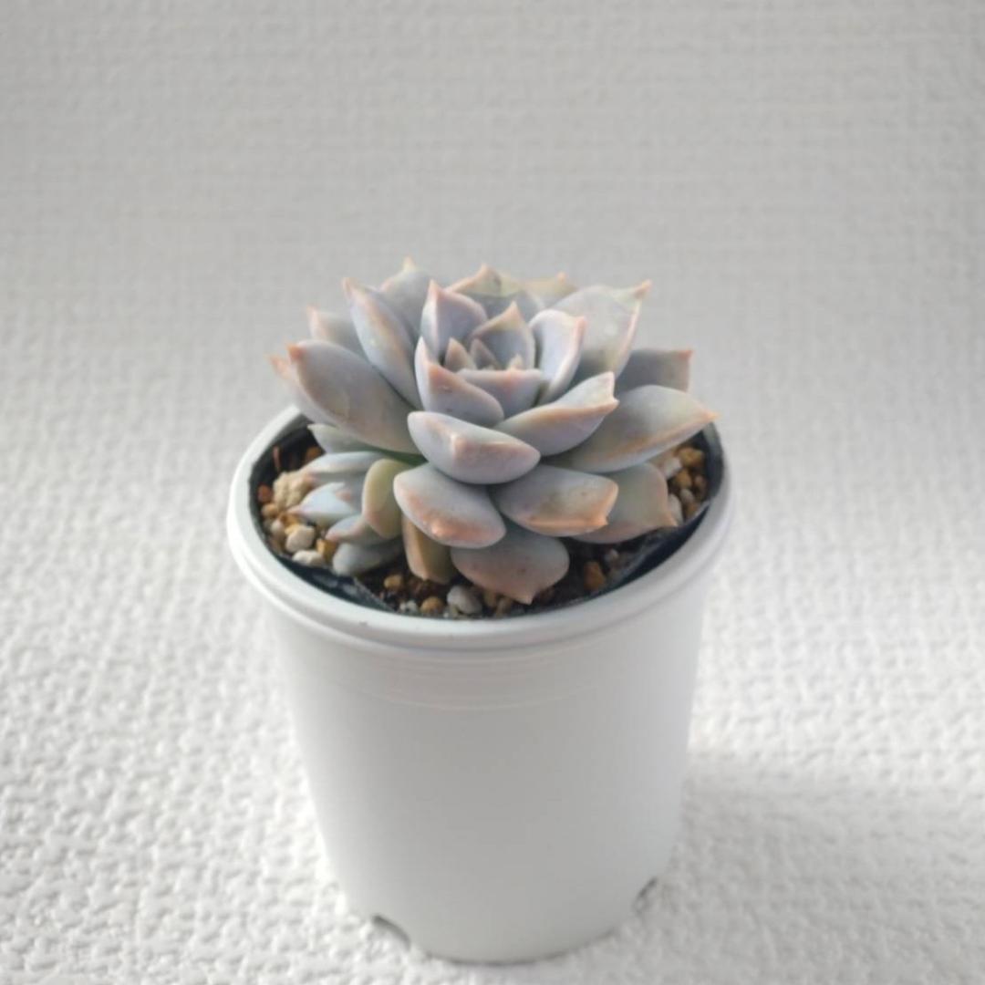 Sedum simforosanum セダム　シンフォロサナム　多肉植物　⑦