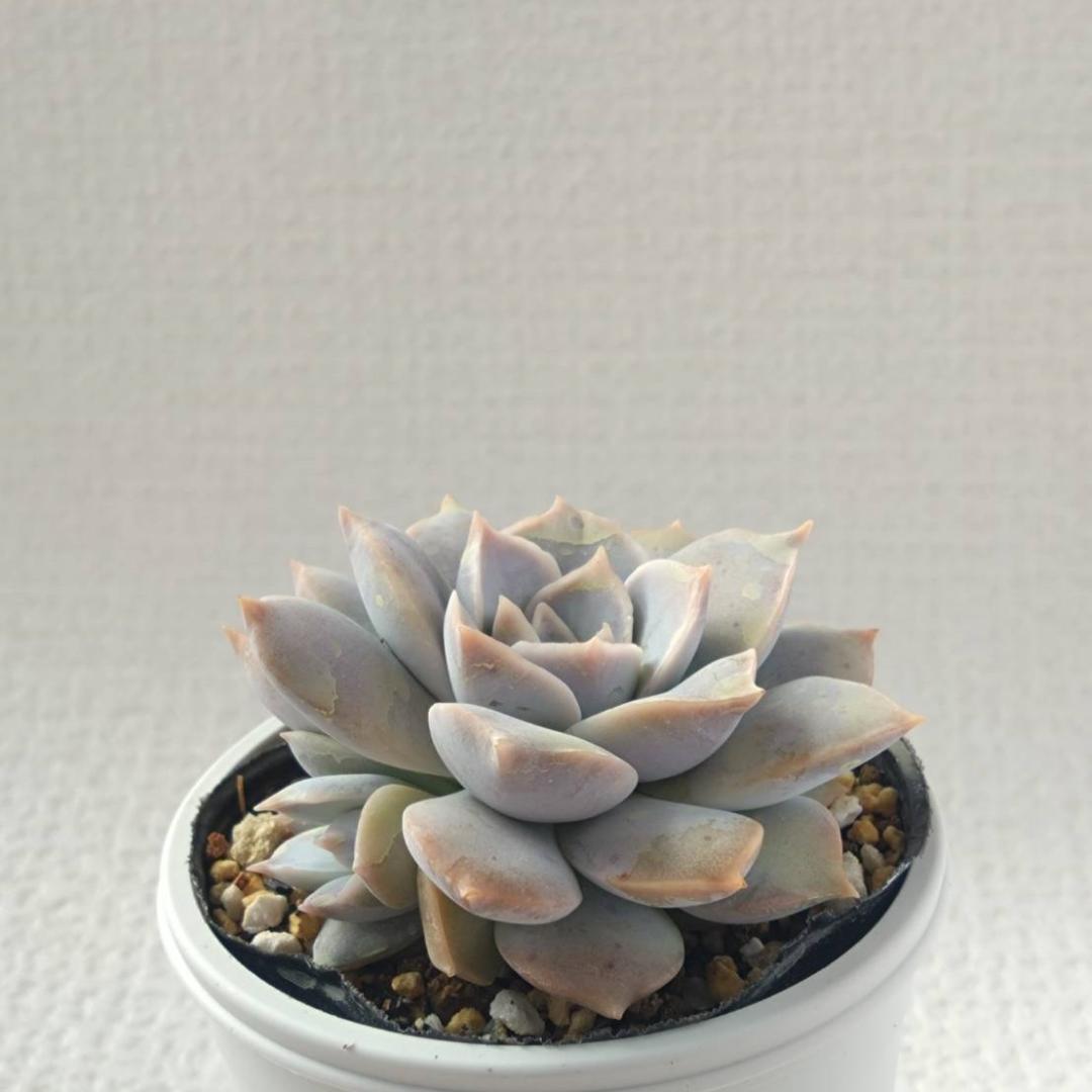 Sedum simforosanum セダム　シンフォロサナム　多肉植物　⑦