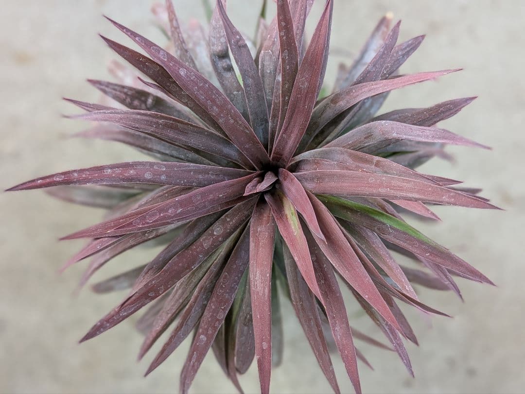 TM【コンパクトサイズ】ユッカ　デスメティアーナ子株付き