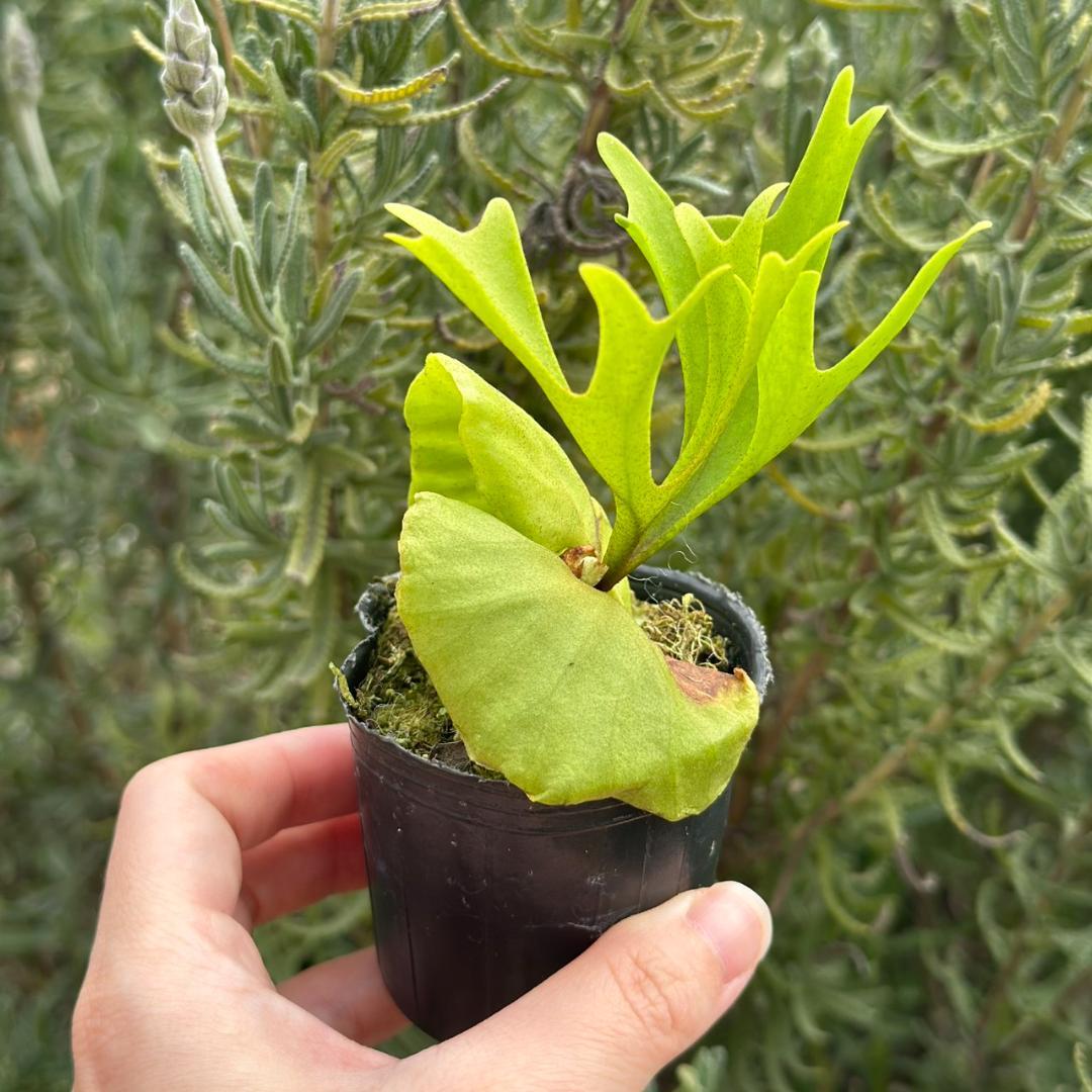 Platycerium ridleyi \"Pakarang　TC 501