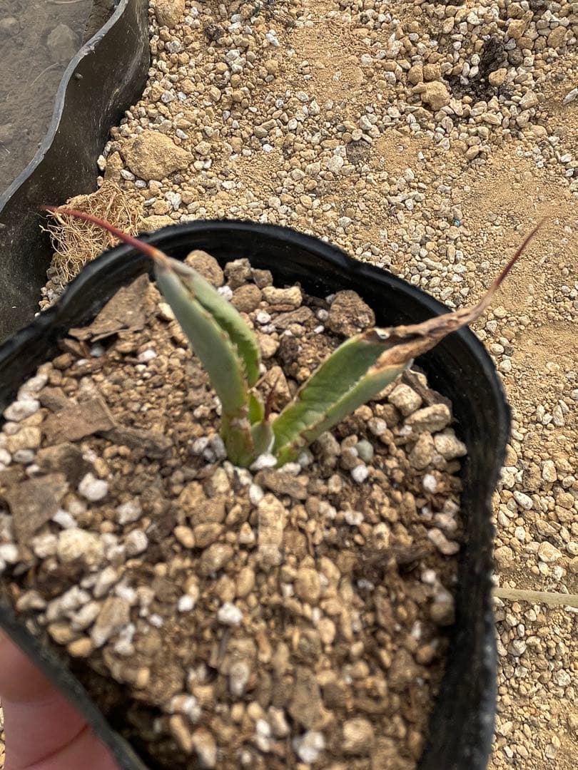 t*2様 アガベ　パリートランカータ覆輪斑　輸入苗