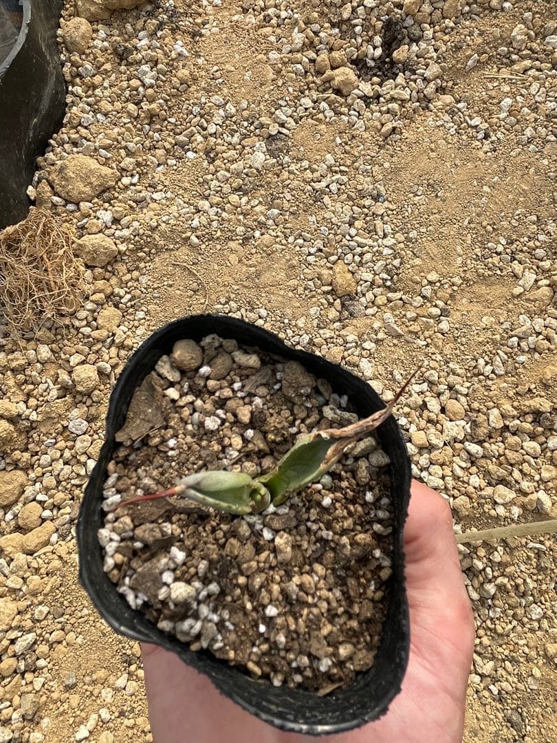 t*2様 アガベ　パリートランカータ覆輪斑　輸入苗