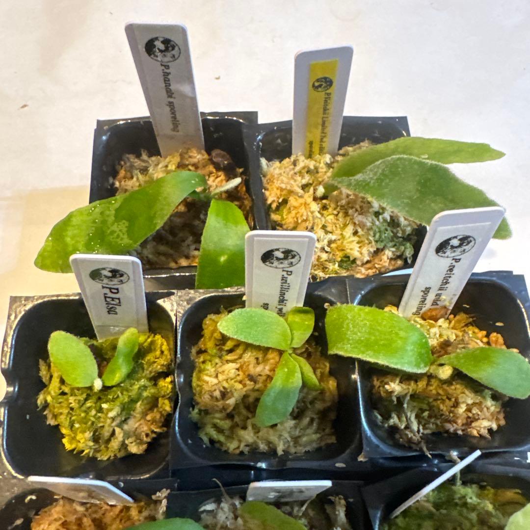 ビカクシダセット15種 エルサOC、イエロームーン、ギンカなど