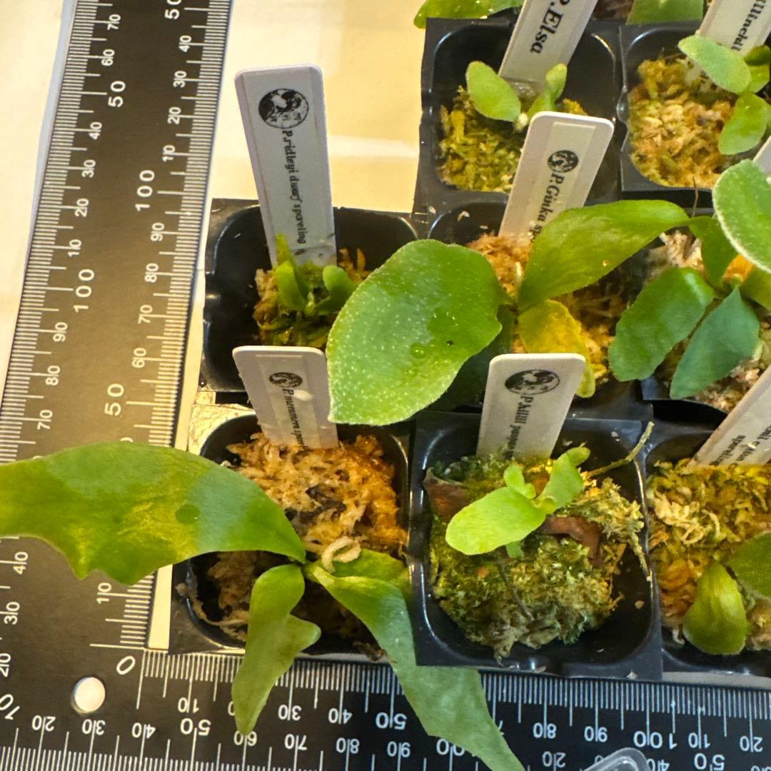 ビカクシダセット15種 エルサOC、イエロームーン、ギンカなど