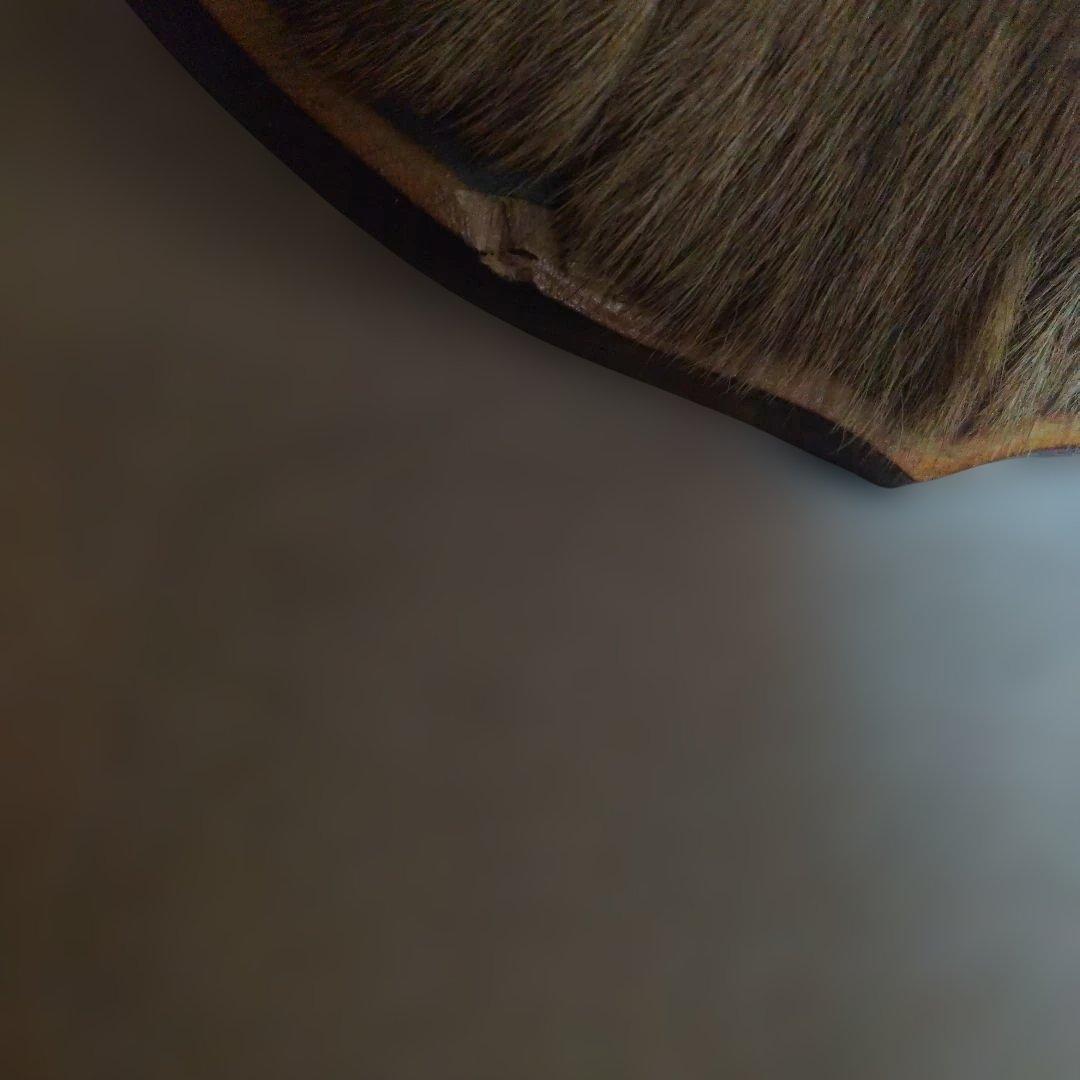 ハンティングトロフィー　エゾシカ　蝦夷鹿　剥製