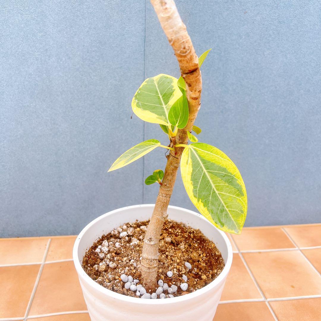 現品　フィカス　ゴムの木　アルテシマ　曲がり　16　観葉植物　インテリアグリーン