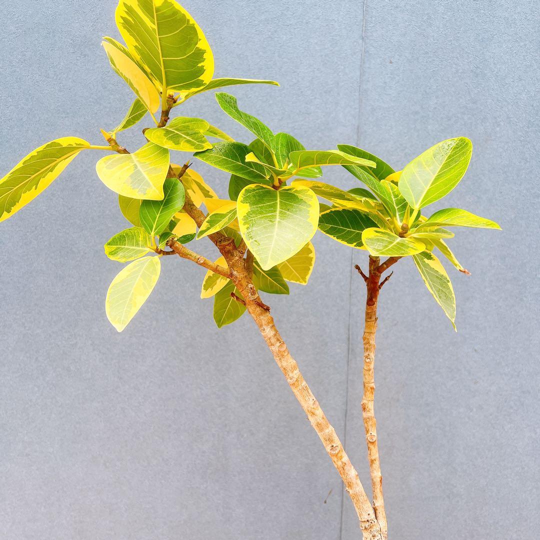 現品　フィカス　ゴムの木　アルテシマ　曲がり　16　観葉植物　インテリアグリーン