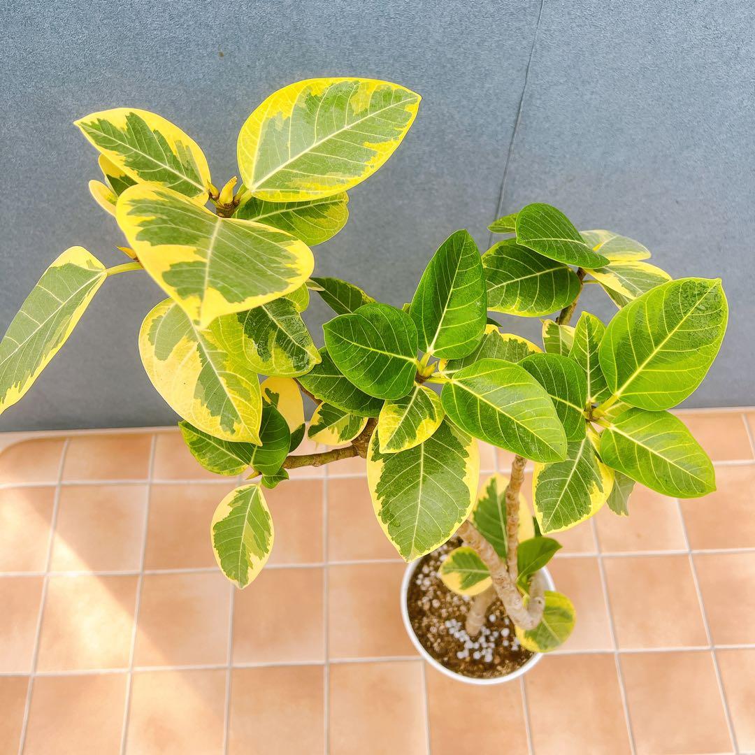 現品　フィカス　ゴムの木　アルテシマ　曲がり　16　観葉植物　インテリアグリーン