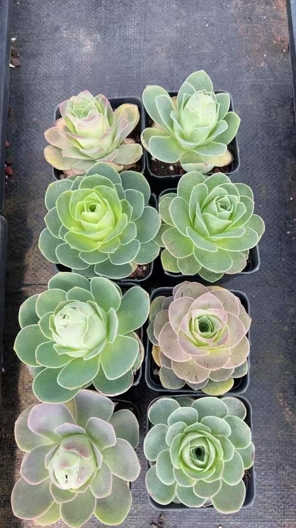 Top【選抜株】多肉植物　25802ベリー薬錦　10個　鉢無し/脱土