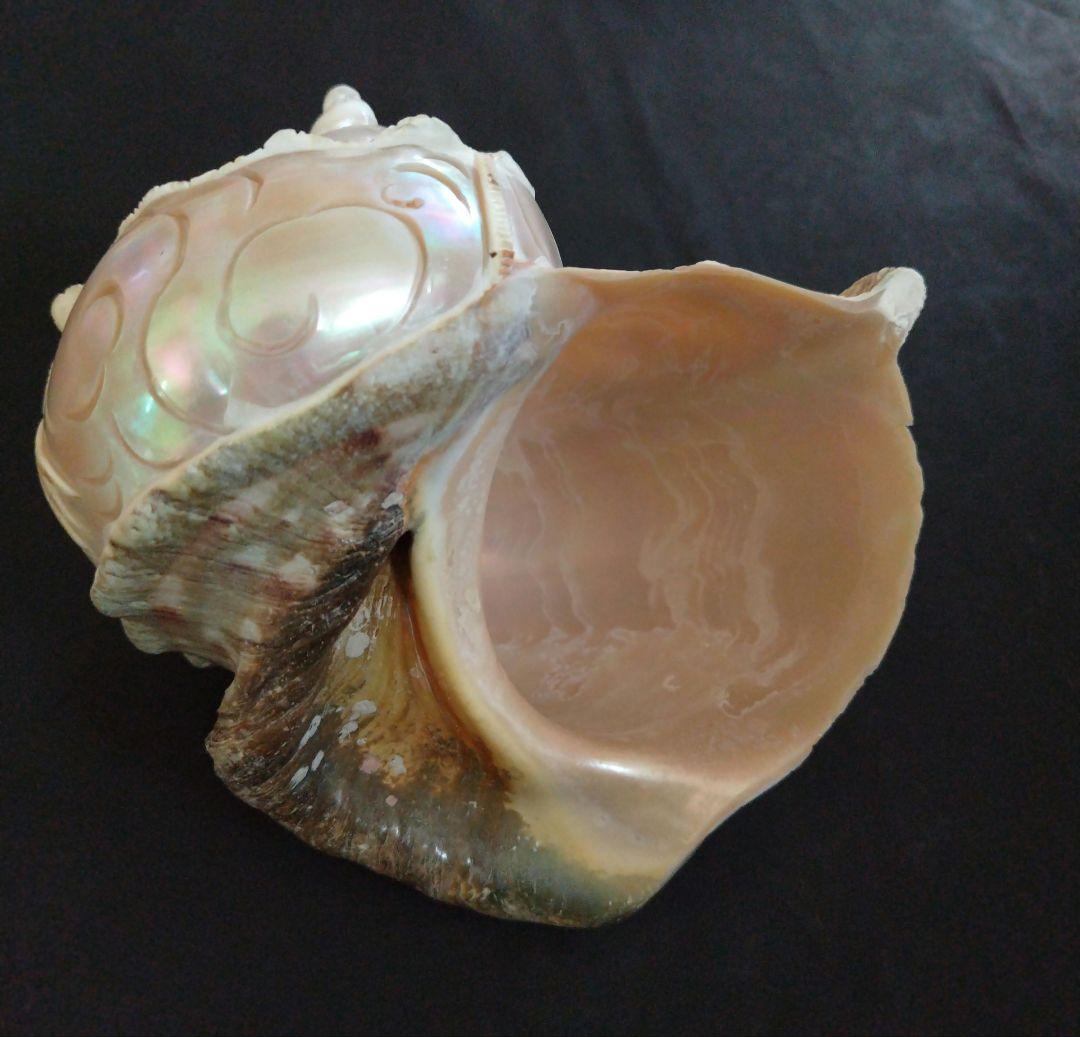 貝殻　置物　龍　鳳凰　彫刻
