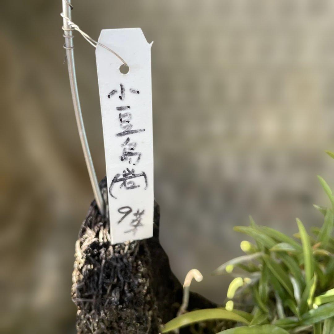 小豆島産風蘭吊り下げ式 9号