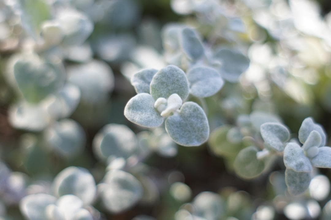 作例有・光学美品✨ PENTAX スーパータクマー 55mm f1.8 後期