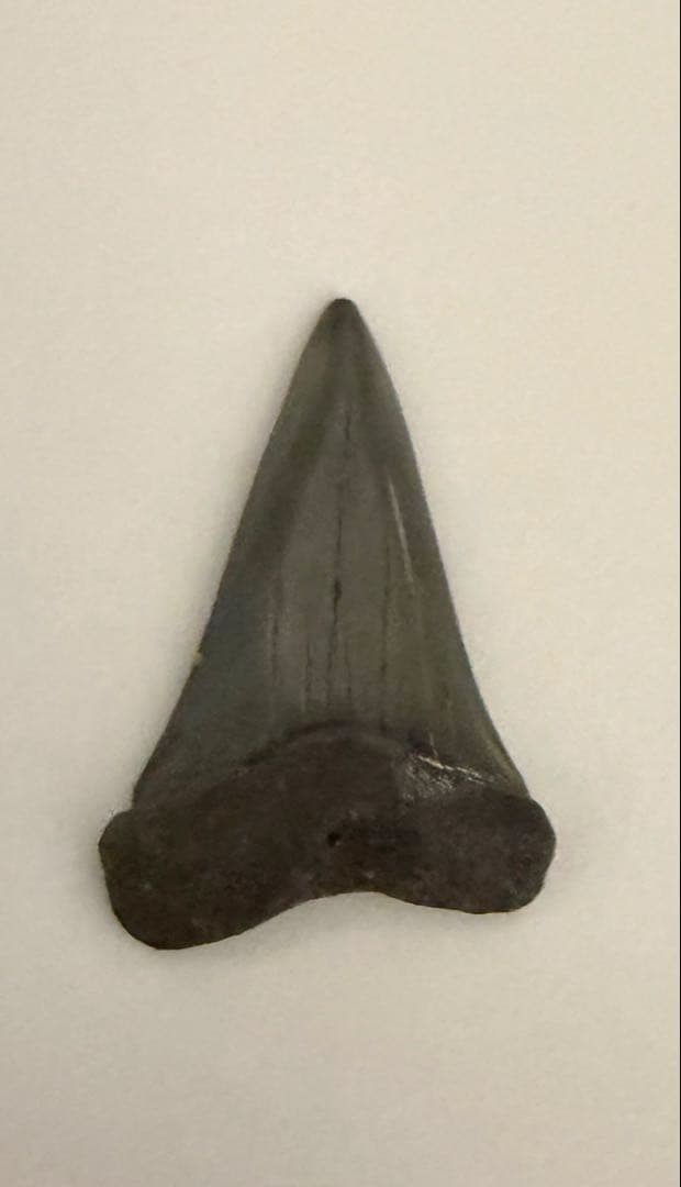 サメの歯の化石　約700万年前から300万年前
