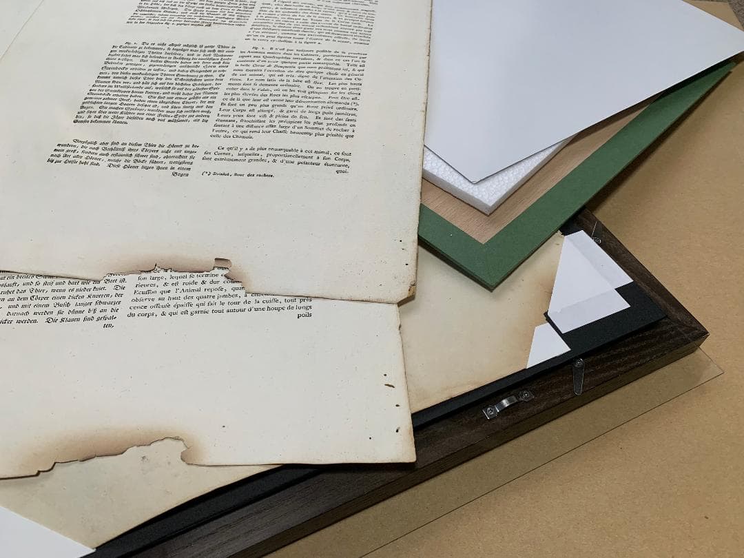 アンティーク　ラインベルガー書『動物図解書の額』　中に燃え跡のある図解書入り