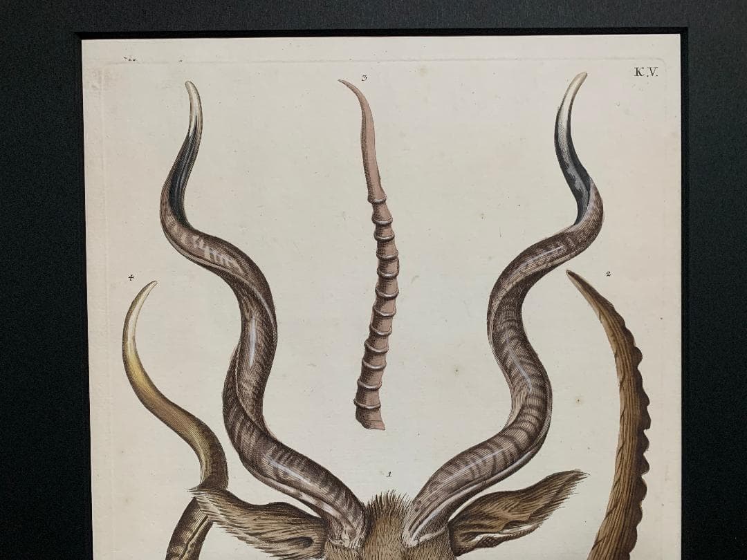 アンティーク　ラインベルガー書『動物図解書の額』　中に燃え跡のある図解書入り
