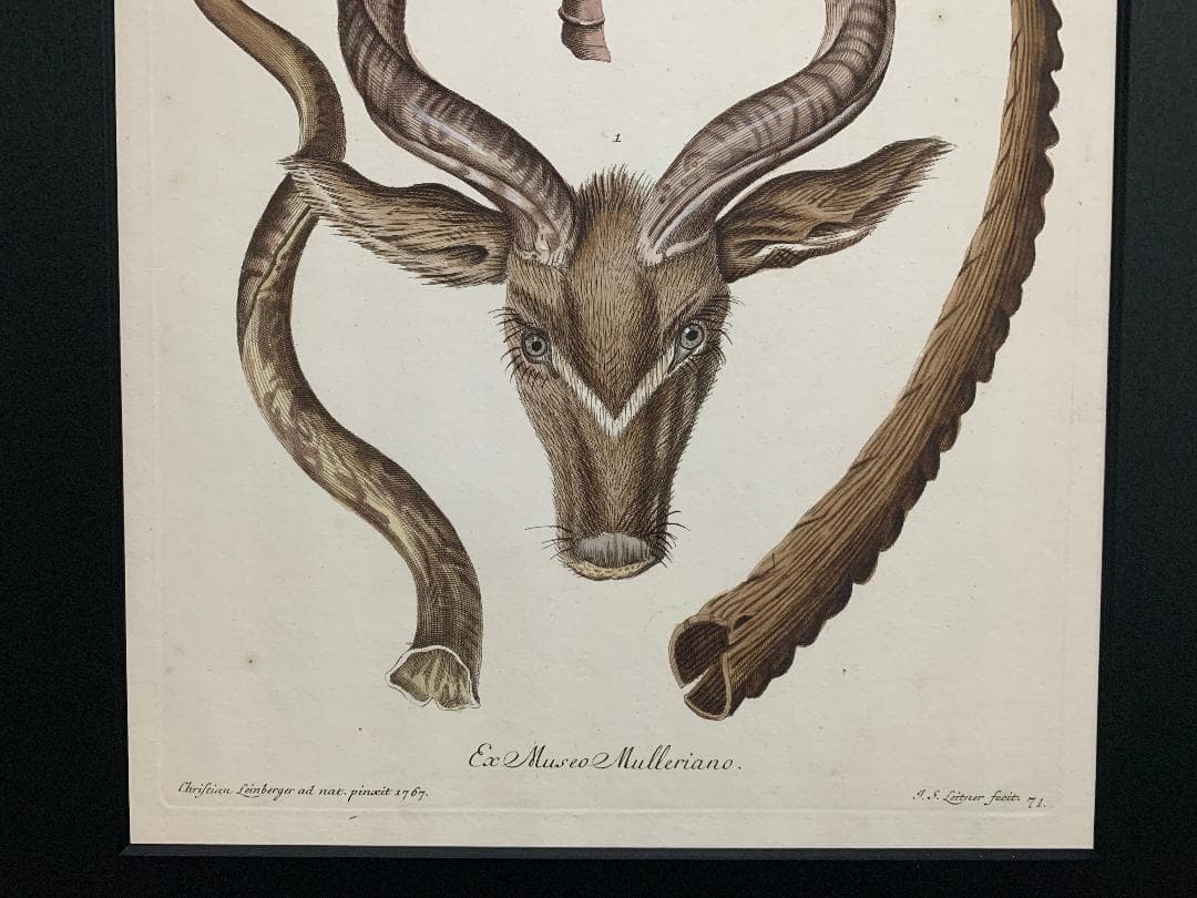 アンティーク　ラインベルガー書『動物図解書の額』　中に燃え跡のある図解書入り