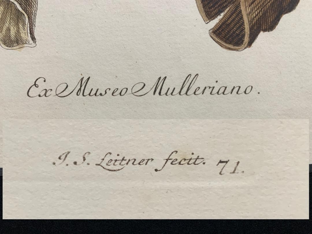 アンティーク　ラインベルガー書『動物図解書の額』　中に燃え跡のある図解書入り