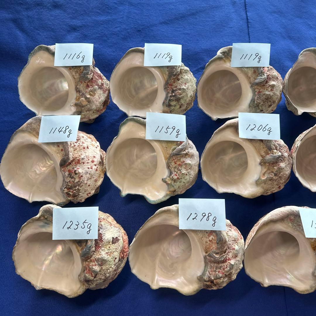 特大夜光貝　ヤコウ貝　まとめ売り　17個　20、5kg アクセサリー　ルアー