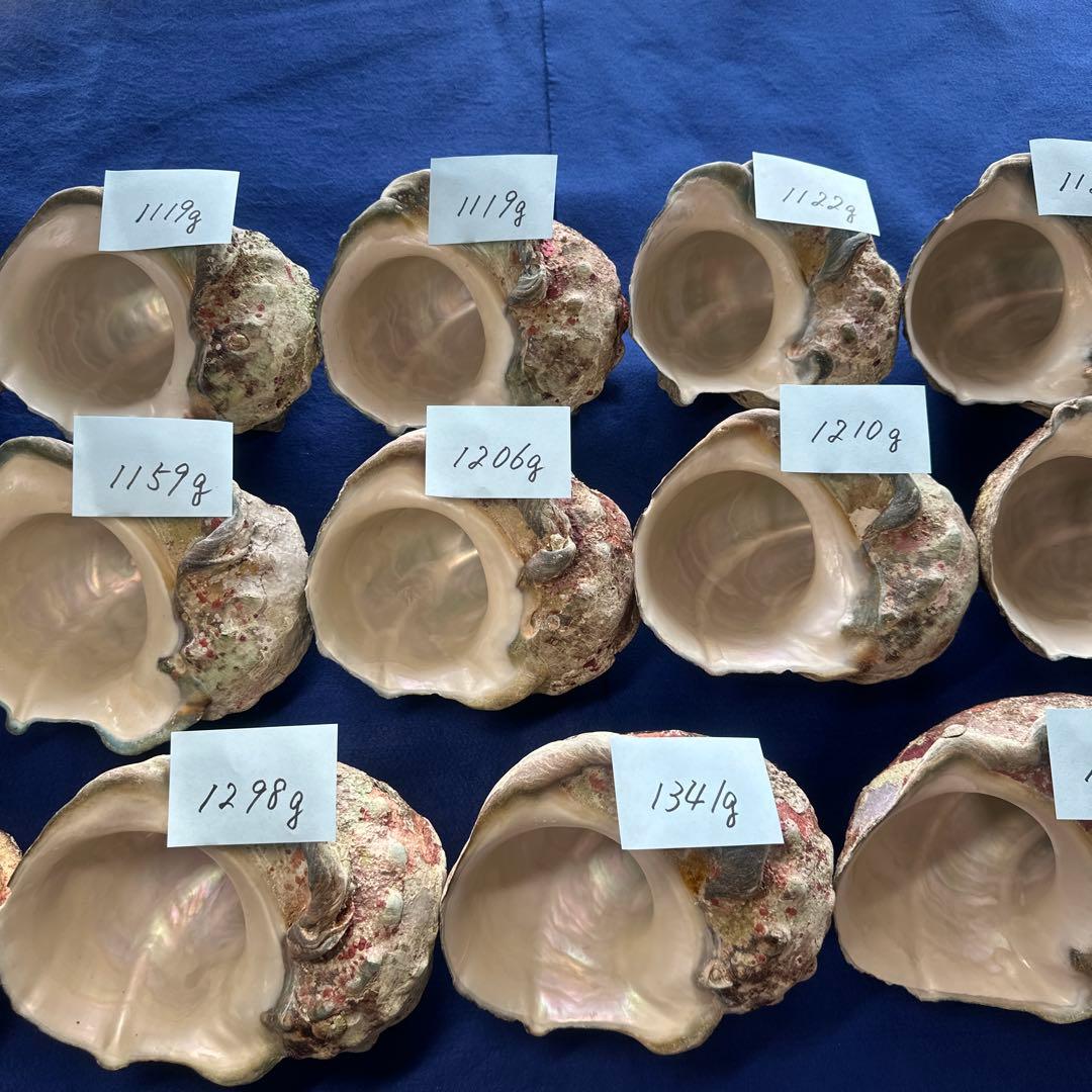 特大夜光貝　ヤコウ貝　まとめ売り　17個　20、5kg アクセサリー　ルアー