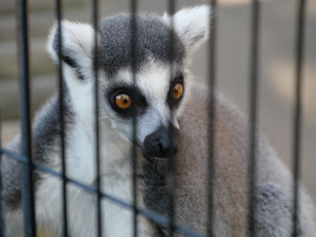 即購入OK【美品】 LUMIX G99H 14-140レンズセット