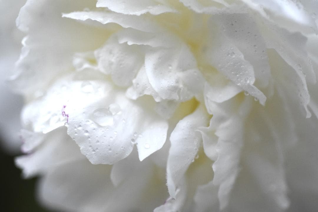 レンズ(単焦点) Nikon AF MICRO 60mm F2.8