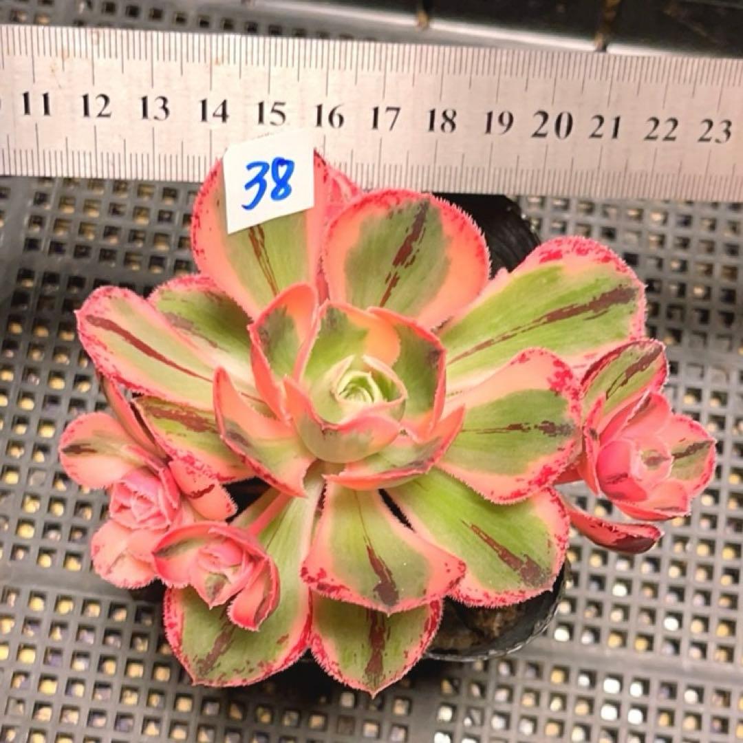 38#多肉植物アエオニウム❤️ロスコフ錦❤️青花磁❤️1大頭4小頭11cm拔キ苗