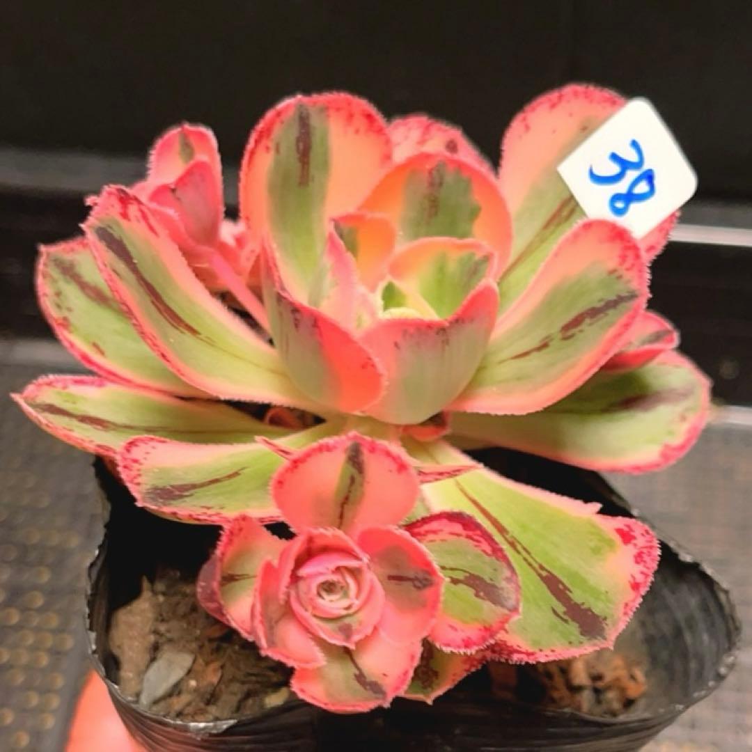 38#多肉植物アエオニウム❤️ロスコフ錦❤️青花磁❤️1大頭4小頭11cm拔キ苗