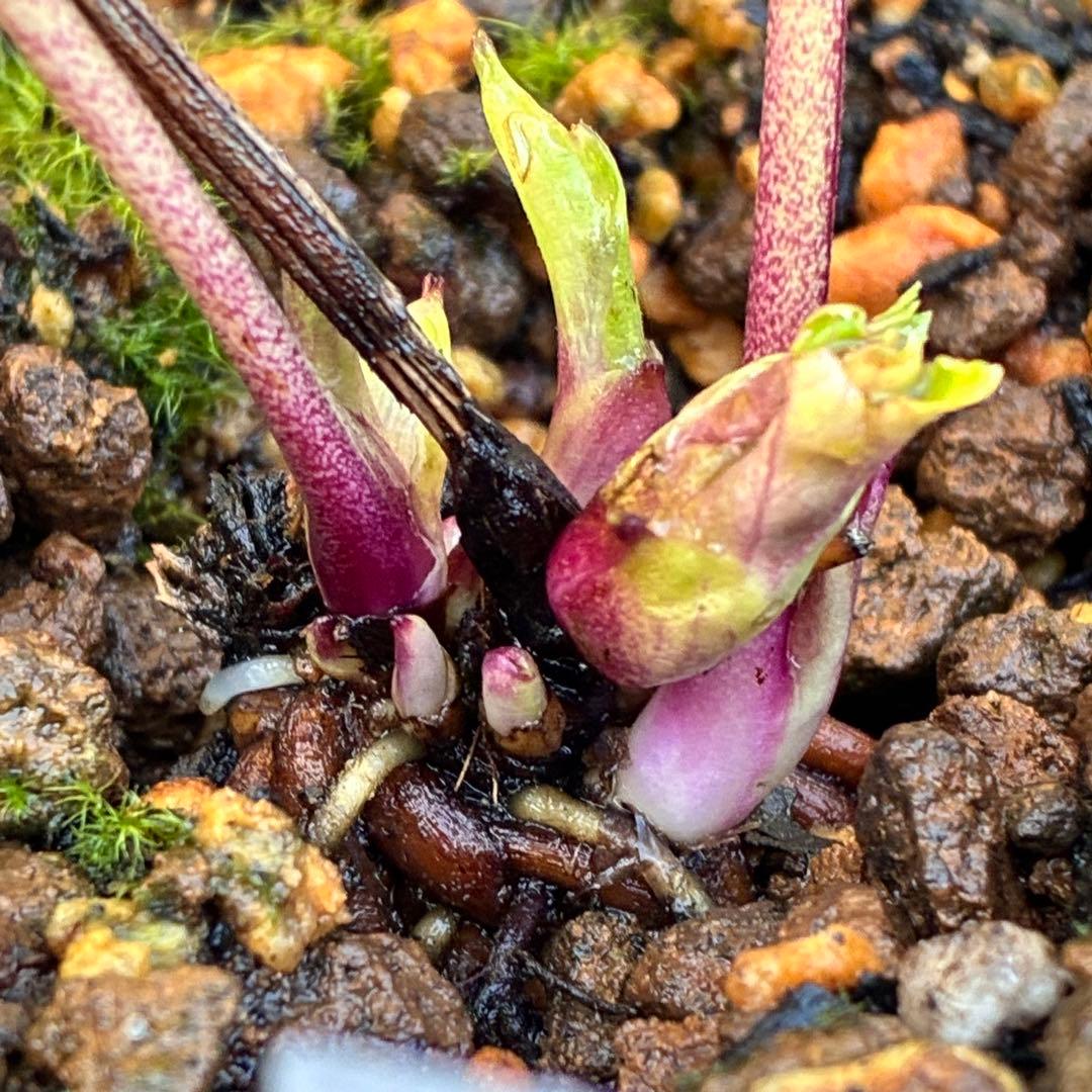 の*ん様 3299⭐️オーレア⭐️芳香⭐️広瀬園芸⭐️