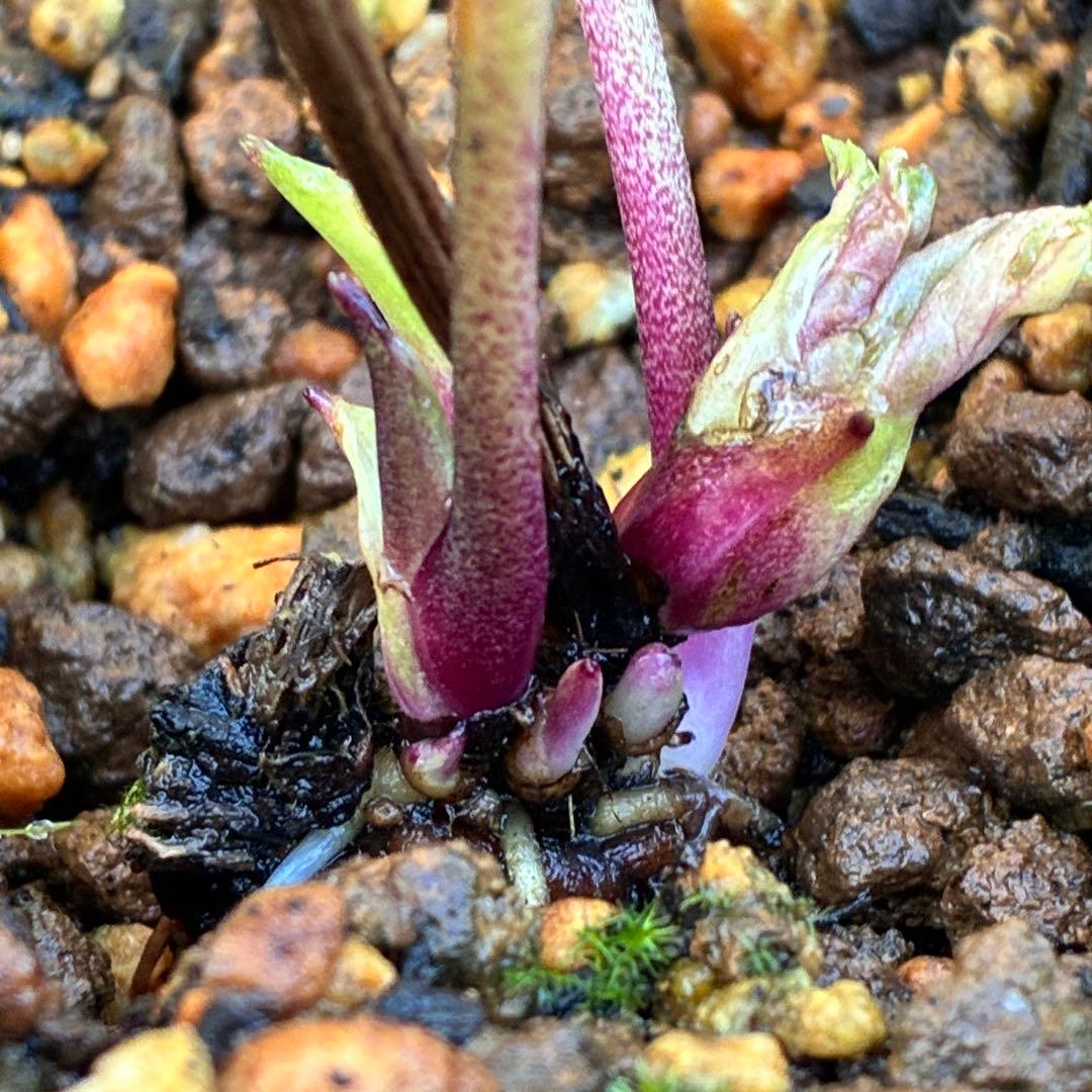 の*ん様 3299⭐️オーレア⭐️芳香⭐️広瀬園芸⭐️