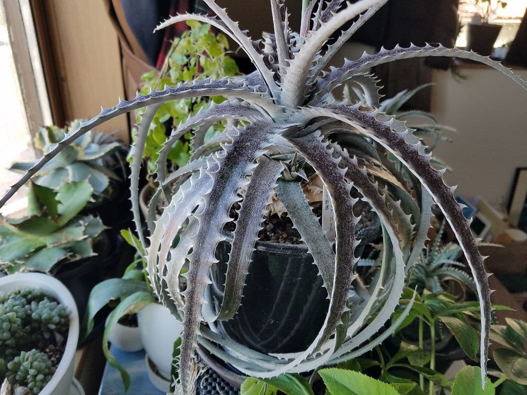 ディッキア 鉢植え プロメリア 珍奇植物 多肉植物 観葉植物 アガベ サボテン