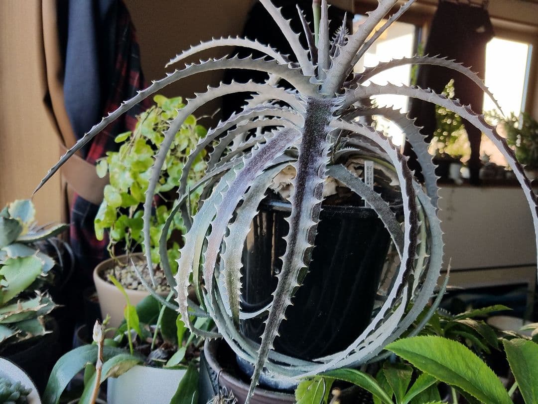 ディッキア 鉢植え プロメリア 珍奇植物 多肉植物 観葉植物 アガベ サボテン