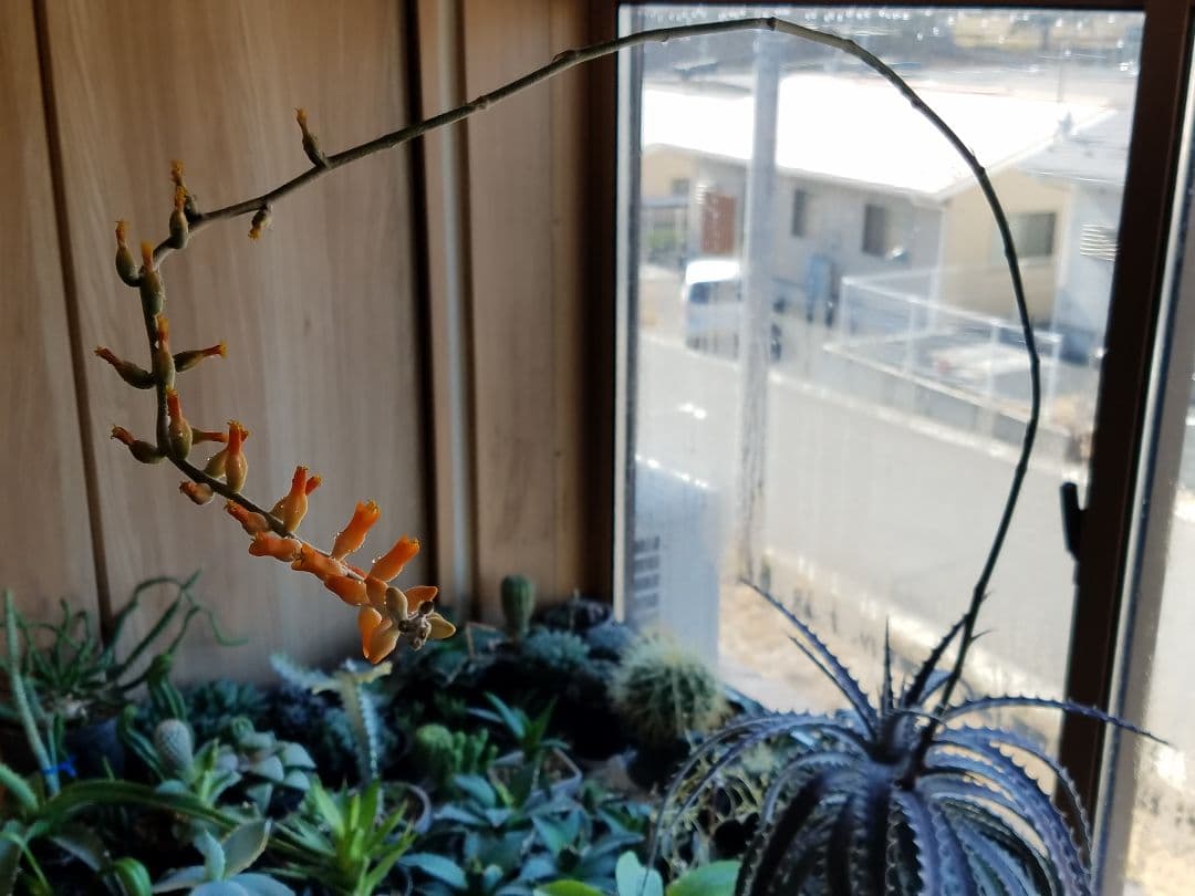 ディッキア 鉢植え プロメリア 珍奇植物 多肉植物 観葉植物 アガベ サボテン