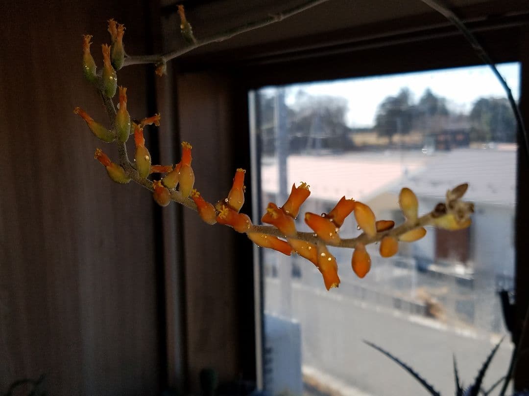 ディッキア 鉢植え プロメリア 珍奇植物 多肉植物 観葉植物 アガベ サボテン