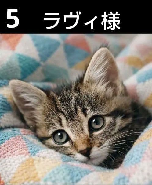 オーダーページ　ハンカチ　2321 ねこちゃん柄ハンドメイド2/16