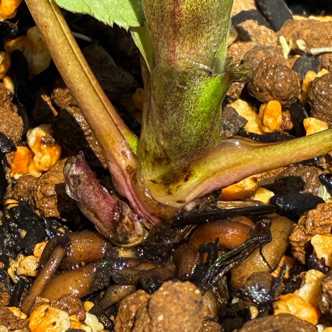 ラ*ク様 3655☘️タグ付☘️SD⭐️アトロ交配⭐️小輪⭐️美発色カラー⭐️個